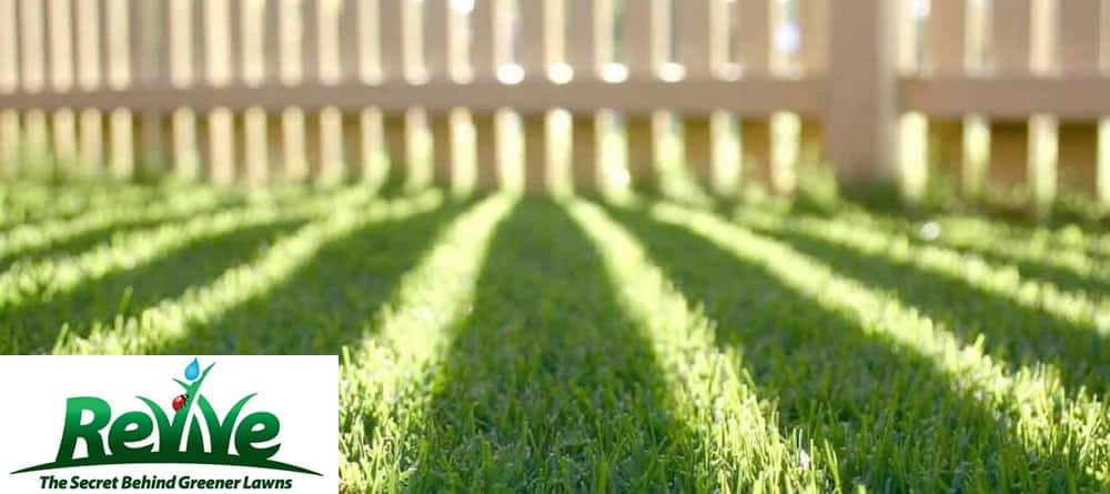 Revive lawn care – the secret behind greener lawns
