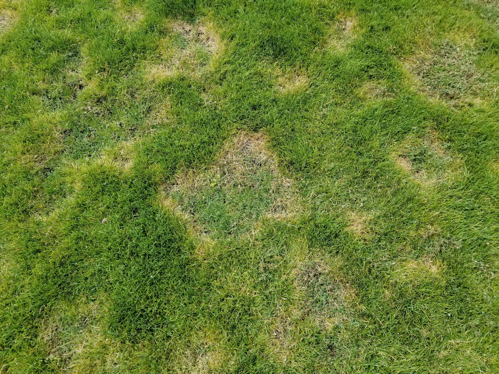 Top 3 Lawn Diseases In Denver Colorado - Erbert Lawns