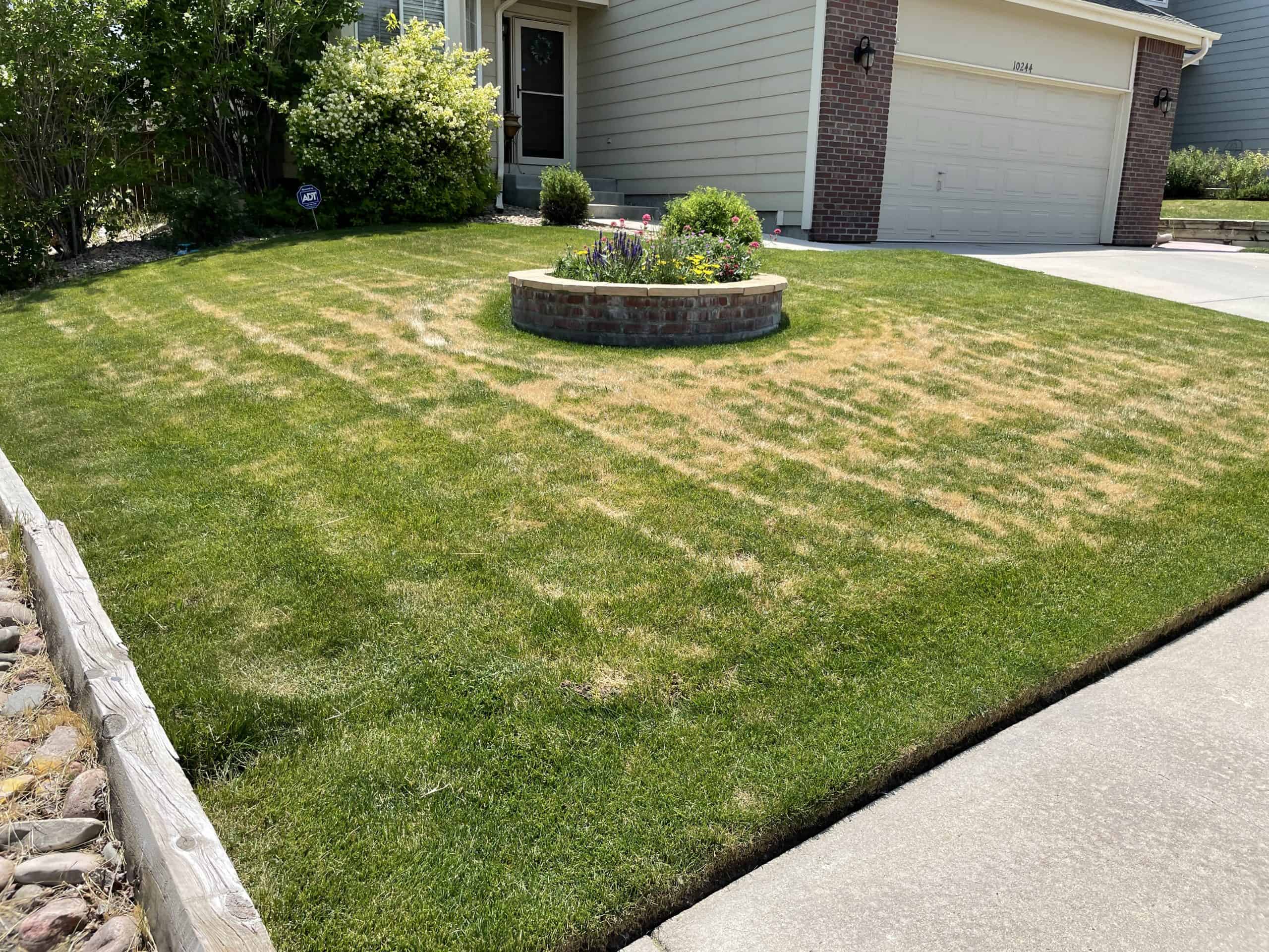 Heat & Drought Stress: Will My Lawn Recover? - Erbert Lawns