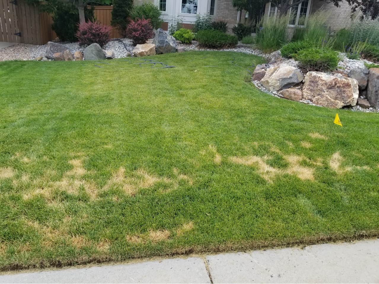 Brown Tracks from Mower-Can It Be Leaf Blight? - Erbert Lawns