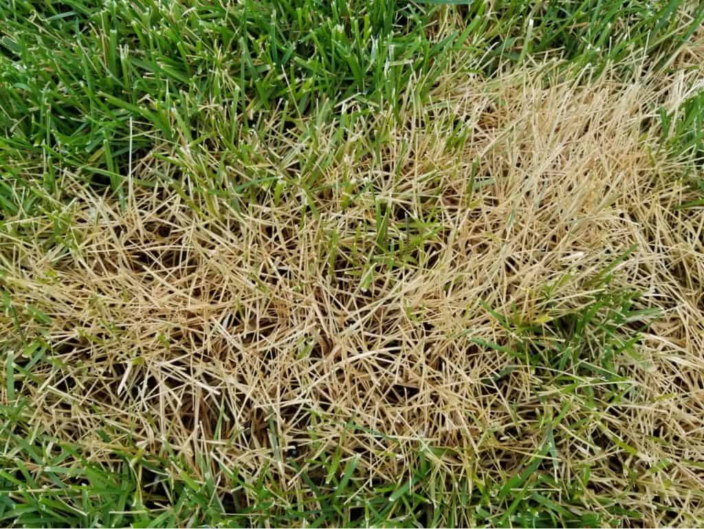 Brown Tracks From Mower-can It Be Leaf Blight? - Erbert Lawns