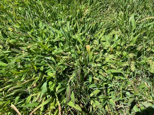 Identifying Tall Fescue and Crabgrass - Erbert Lawns