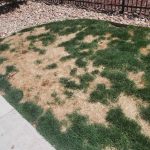 How to fix dead spots in your grass