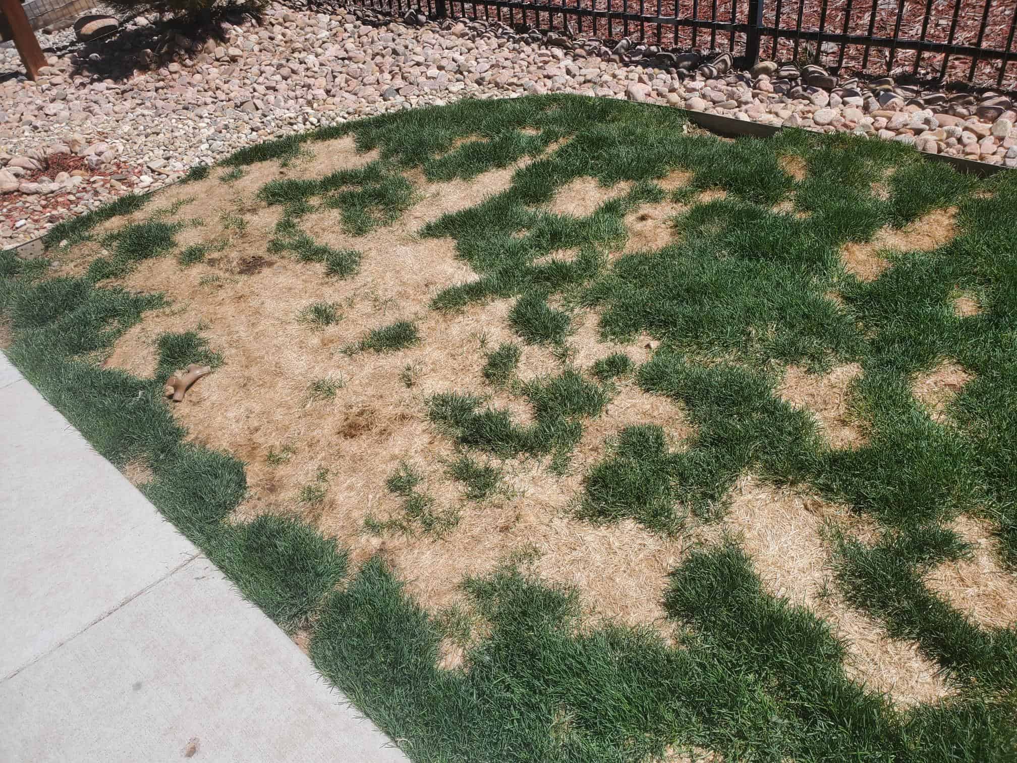 How to Prevent and Cure Dog Urine Spots - Erbert Lawns
