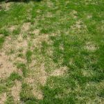 How to Fix Brown Patches in Your Lawn
