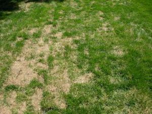 How to Fix Brown Patches in Your Lawn | Erbert Lawns