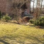 Common Lawn Issues in Denver