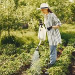 Eco-Friendly Lawn Care Practices in Denver